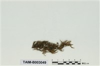 藏品(柳葉苔科)的圖片